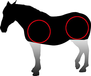 cheval en silhouette