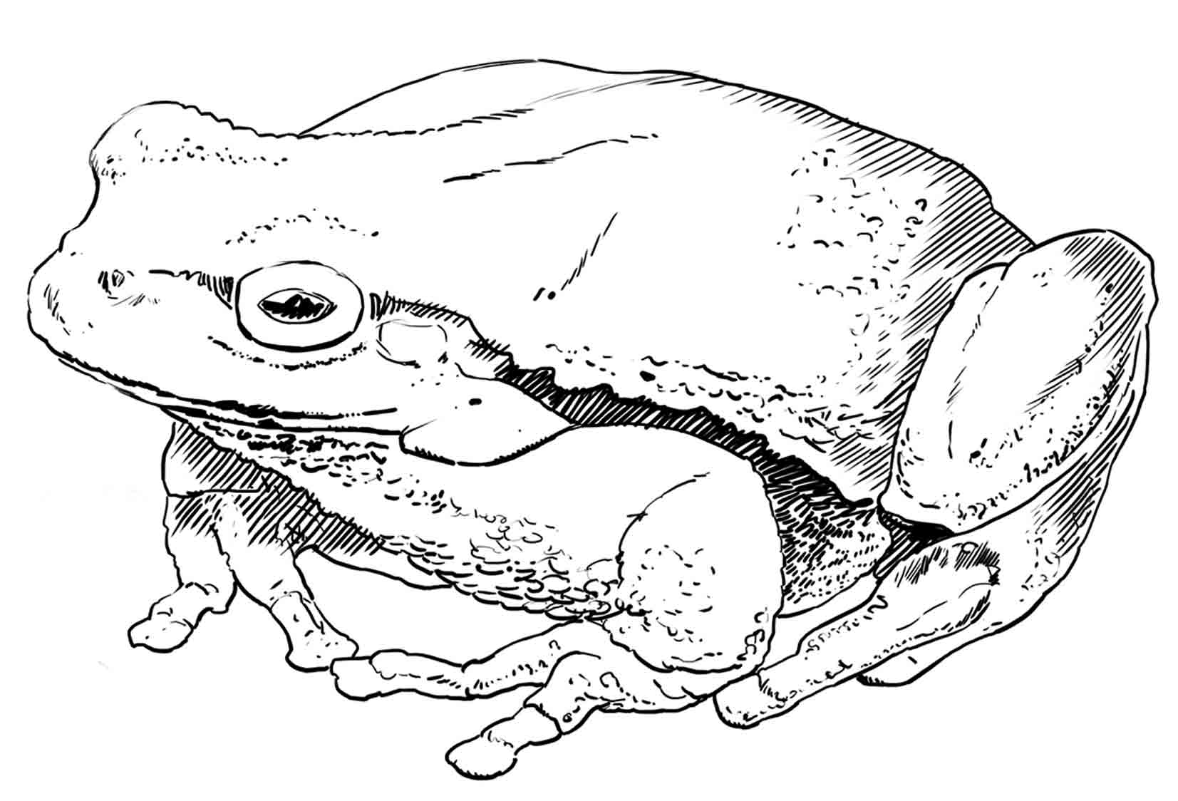La grenouille et ses formes hors-norme. Un régal pour les dessinateurs, non ?