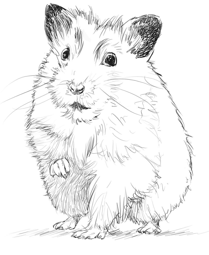 Les hamster et leurs petites mains, des animaux sympas à dessiner.