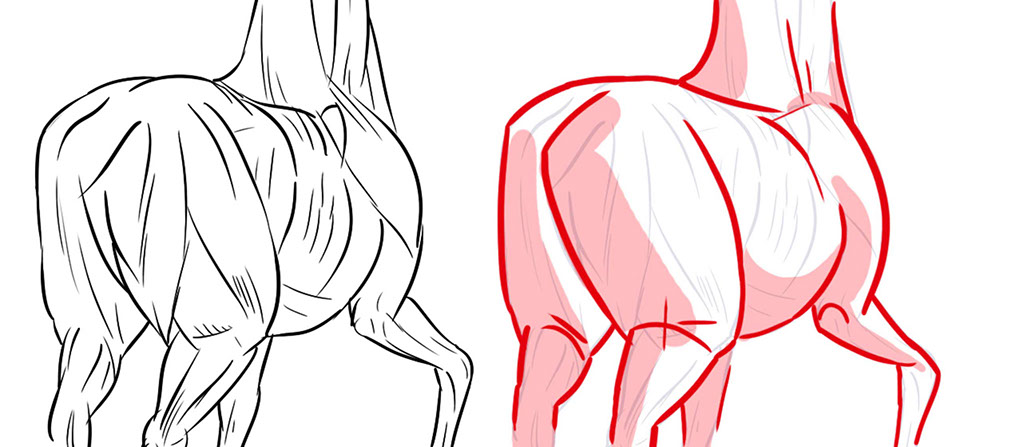 dessin muscles du cheval