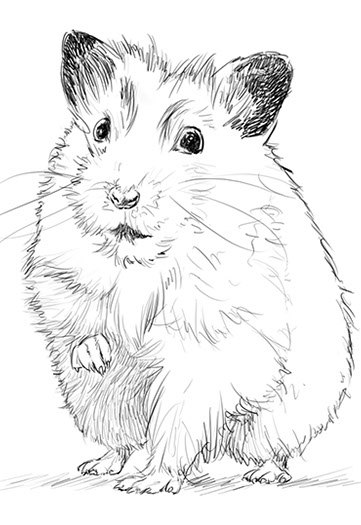 Hamster sympa dessin d'animaux